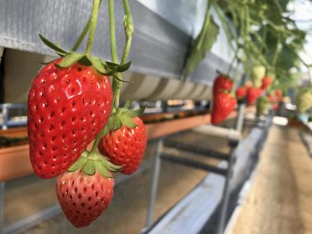 イチゴ イチゴの写真