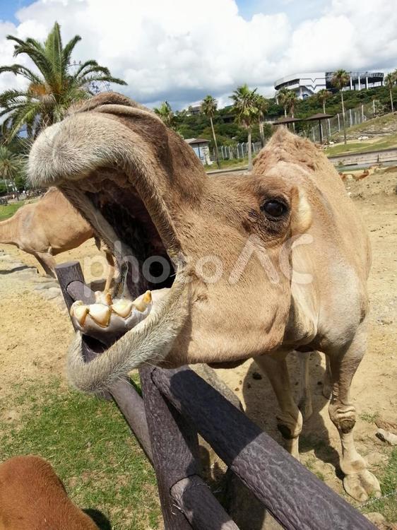 口をあけるラクダ かわいい,ほ乳類,らくだの写真素材