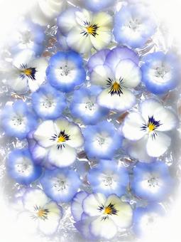 Photo, nemophila, pansy, flower, 