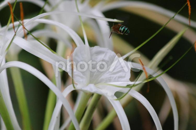 シンガポールの植物(18)ヒメノカリス（スパイダーリリー）2、虫と一緒に ヒメノカリス,スパイダーリリー,シンガポールの写真素材