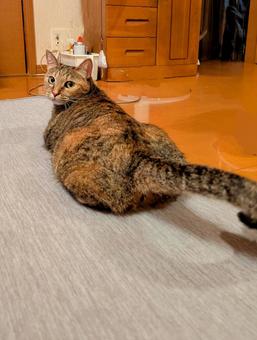Return Kitty, JPG Return Kitty, JPG