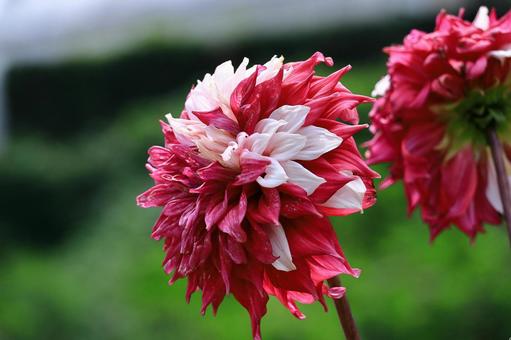 色鮮やかな大輪 色鮮やかな大輪 ダリア,花,キク科の植物の写真素材