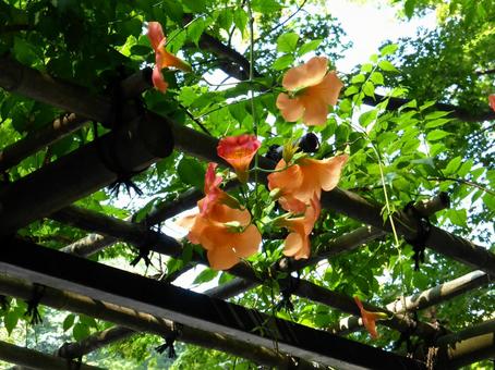 郊外のお寺の境内に咲くノウゼンカズラ ノウゼンカズラ,花,植物の写真素材