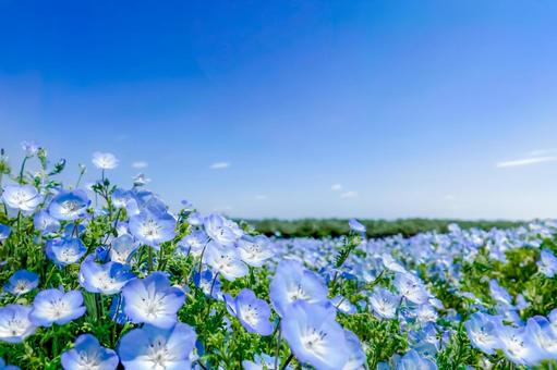爽やかな青い空と可憐に咲く青くネモフィラ ネモフィラ,花畑,ブルーの写真素材