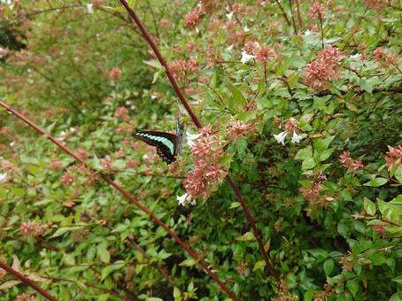 アベリアとアオスジアゲハ アオスジアゲハ,蝶,チョウの写真素材