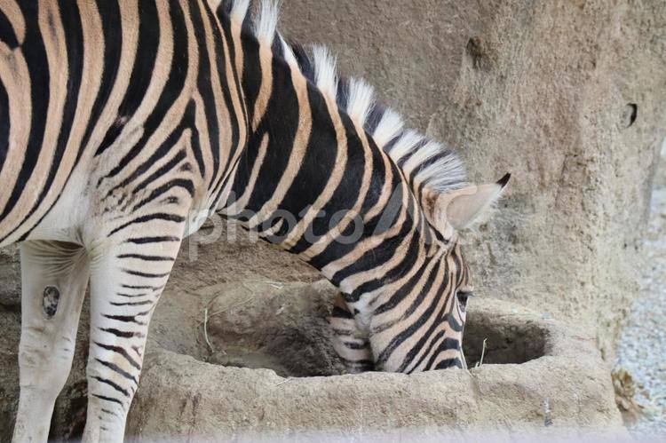 餌を食べるシマウマのアップ 餌,食べる,シマウマの写真素材