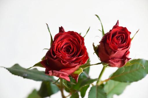 赤いばらの写真