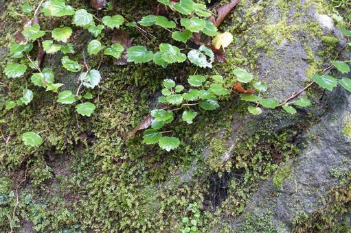 苔と蔦の生える岩の写真