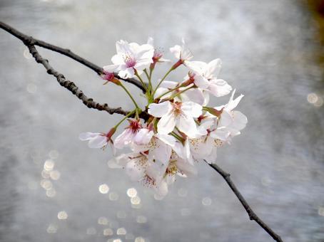 4月、水路の上に咲くソメイヨシノ 4月、水路の上に咲くソメイヨシノ ソメイヨシノ,花,桜の写真素材