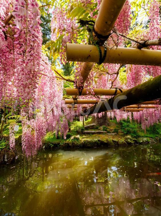 池の上に咲く藤の花 藤棚,フジ,藤の花の写真素材