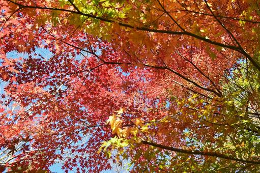<秋のイメージ>紅葉 <秋のイメージ>紅葉 紅葉,紅葉狩り,グラデーションの写真素材
