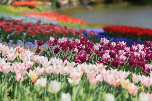 綺麗な花々 綺麗な花々の写真