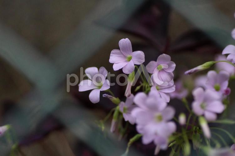 フェンス越しのカタバミII カタバミ,フェンス,フェンス越しの写真素材