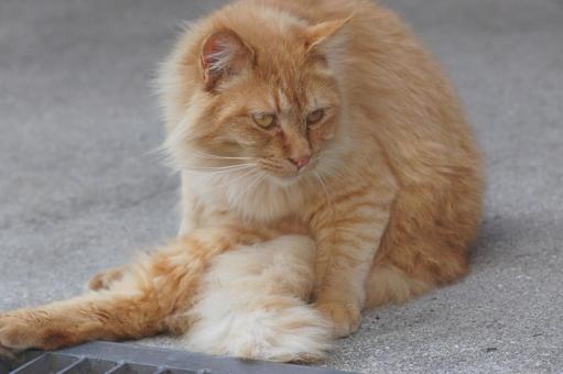 ねこ ねこの写真