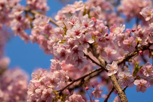 cherry blossoms, JPG