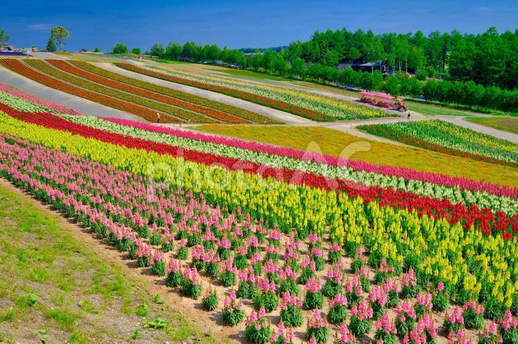 北海道の花畑 花畑,ガーデン,花の写真素材