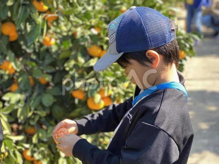 ミカン狩りをする男の子 みかん,ミカン狩り,ミカンの写真素材