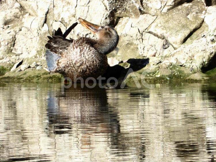 毛繕いをするハシビロガモ 鳥,野鳥,ハシビロガモの写真素材