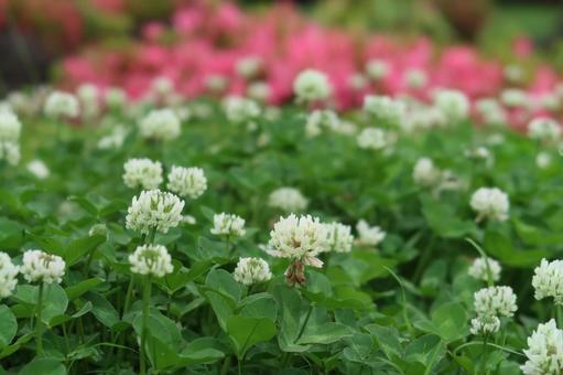シロツメクサ 白詰草 白い花 シロツメクサ 白詰草 白い花の写真