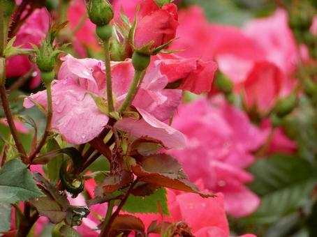 【薔薇の写真】バラの花 【薔薇の写真】バラの花の写真