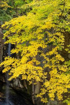 秋の磊々峡(32) 秋,黄葉,磊々峡の写真素材
