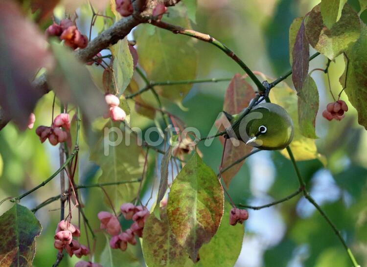 マユミの木の枝にとまる野生のメジロ メジロ,野鳥,野生動物の写真素材