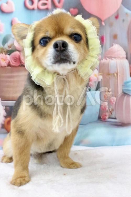 2025.6月チワワのトリミング③ 犬,コスプレ,６月の写真素材