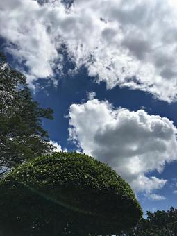 雲 雲 雲,空,木の写真素材