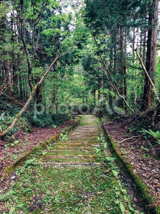 森の中の階段 森,林,木の写真素材