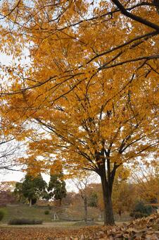 公園に佇む黄金色の大きな紅葉の木 紅葉,黄葉,秋の写真素材