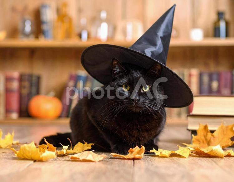 魔女の猫 黒猫,猫,魔女の写真素材