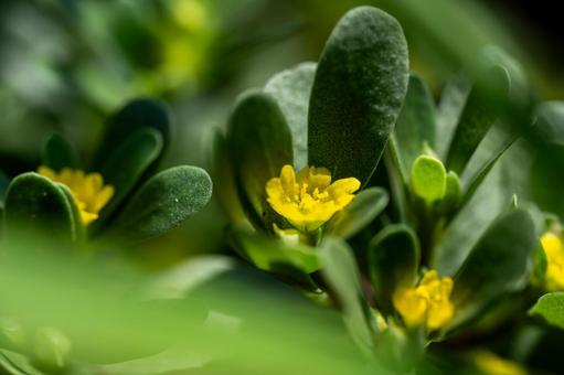 スベリヒユの写真