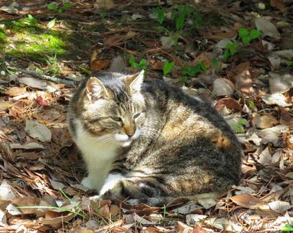 落ち葉の中にうずくまる猫 猫,動物,哺乳類の写真素材