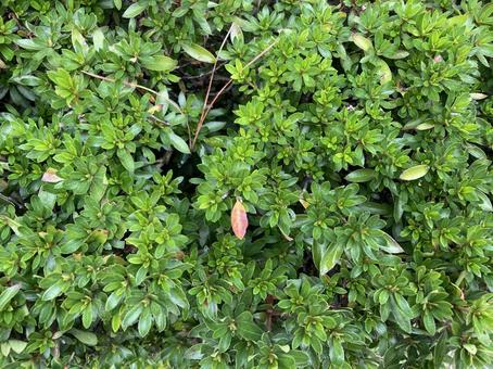 植え込み植物テクスチャー 植え込み植物テクスチャーの写真