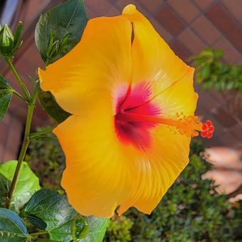 hibiscus, JPG