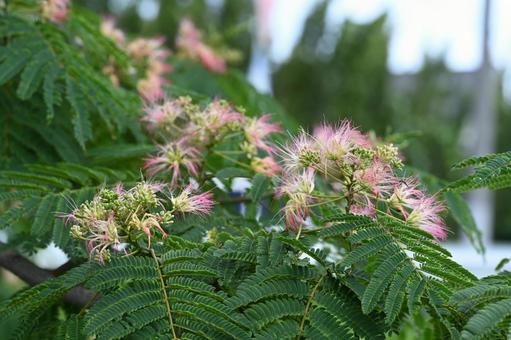 Silk flowers blooming in the garden, JPG