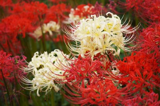 ヒガンバナ(彼岸花)の赤い花と白い花 ヒガンバナ(彼岸花)の赤い花と白い花 ヒガンバナ,秋,9月の写真素材