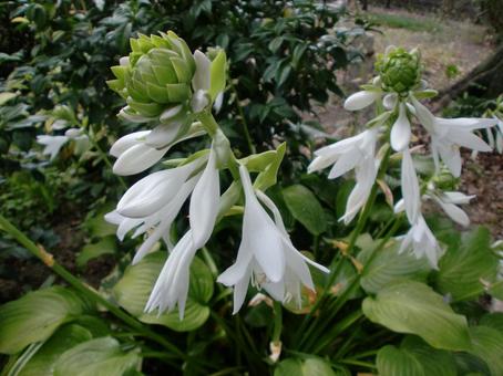 ８月の白い百合の花の写真