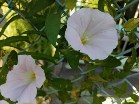 アサガオの写真