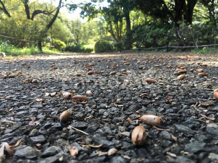 木の実 自然,風景,景色の写真素材