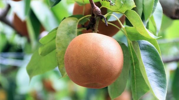 Photo, pear, chojuro, japanese pear, 