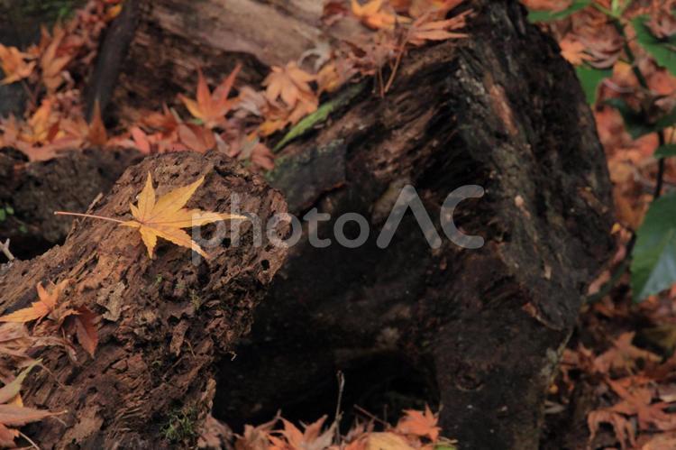 愛媛県　白滝公園内の落葉と樹木 白滝公園,落ち葉,枯れ葉の写真素材