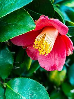 ツバキの花 ツバキ,椿,赤の写真素材