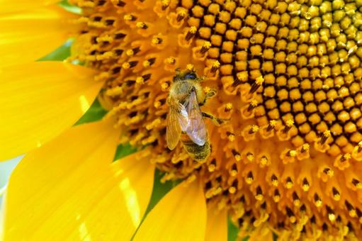 蜜を集めるミツバチ 蜜を集めるミツバチの写真