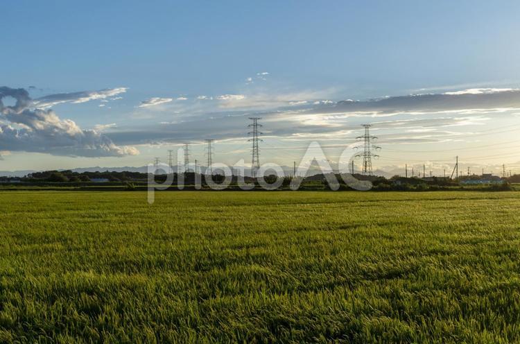 風に揺れる稲穂 稲穂,稲,田んぼの写真素材