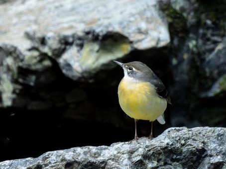 キセキレイの写真