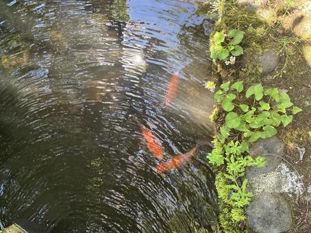 庭の池の金魚 庭の池の金魚の写真