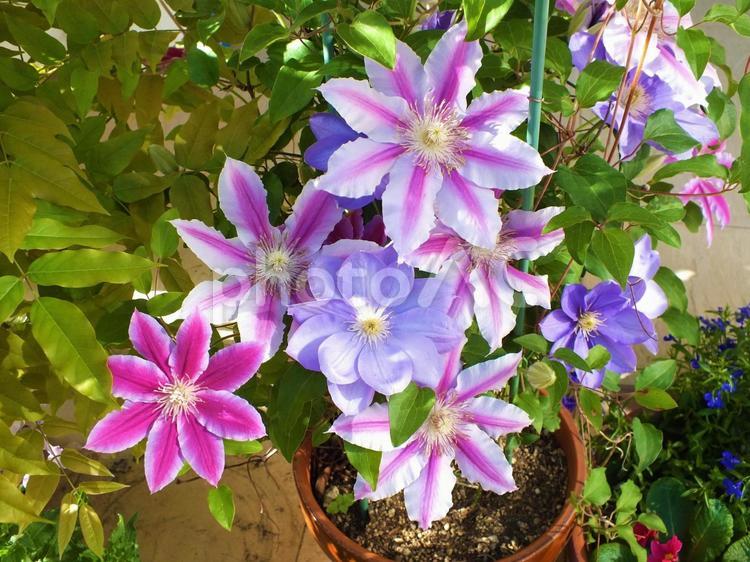 クレマチス　二色咲きの鉢植え クレマチス,ピンク,ブルーの花の写真素材