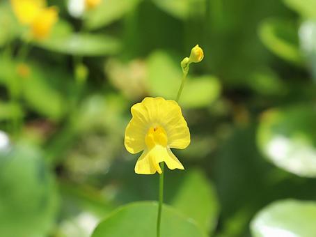 植物 タヌキモ 植物 タヌキモの写真