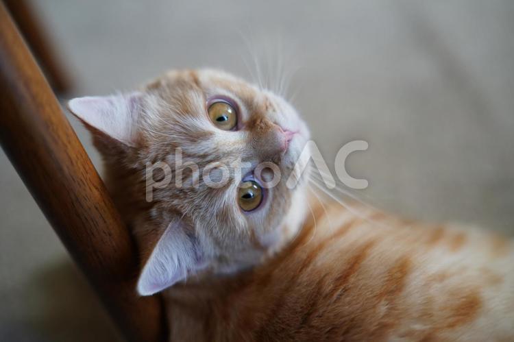 こちらを見つめる猫 猫,ペット,かわいいの写真素材